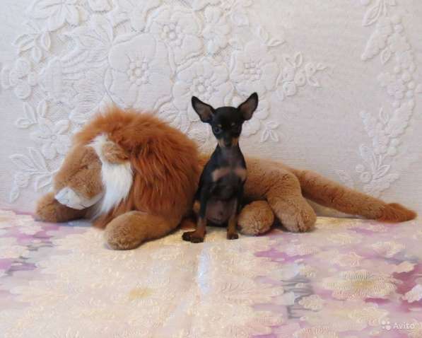 Щенки Русского Той терьера в Красноярске фото 18