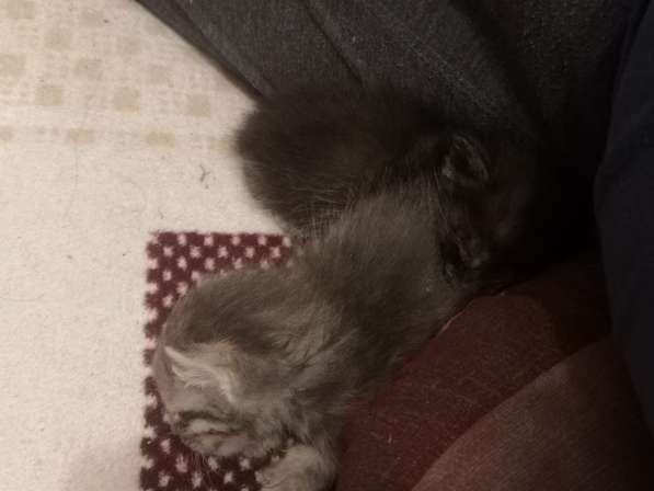 Срочно отдам котят в уфе в Уфе фото 3