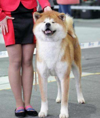 Шоу класса щенки японской акиты-ину в Москве фото 5