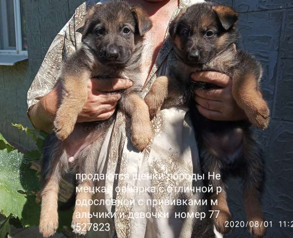 Продажа щенков в фото 3