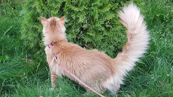 Продаётся красная девочка мейн-кун в Санкт-Петербурге фото 4