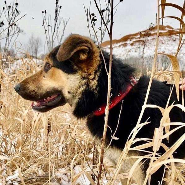 ПЕС, КОТОРОГО НИКТО НЕ ЗАМЕЧАЕТ!!!! в Пушкино фото 17