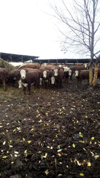 Здоровый крупно-рогатый скот с доставкой до вашего дома в Набережных Челнах фото 3