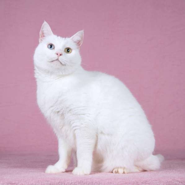 Белая кошка Лавли с разноцветными глазами в Москве