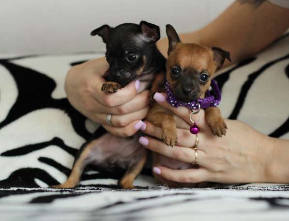 Щенки Русского той -терьера в Новосибирске фото 12