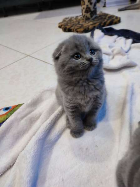 Шотландские котята в фото 8