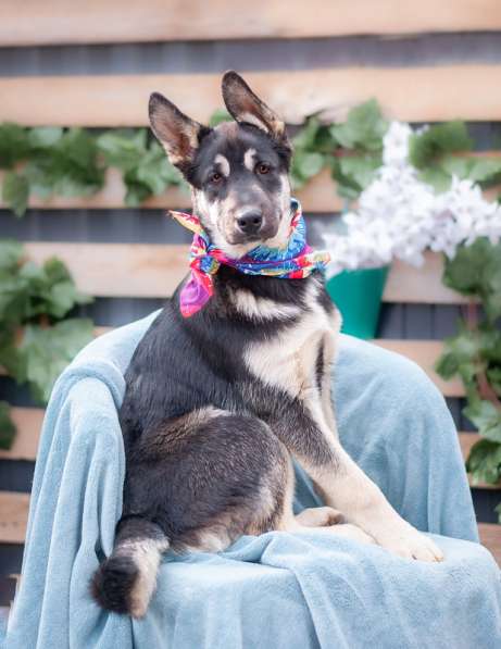 Щенок восточно-европейской овчарки Симбо в добрые руки