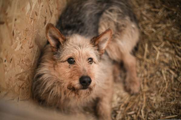 Трогательный Чарлик ищет дом в Москве фото 30