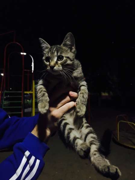 Котёнок в добрые руки) в Раменское