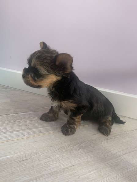 Йоркширский терьер