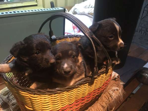 Щенки в Урюпинске фото 6
