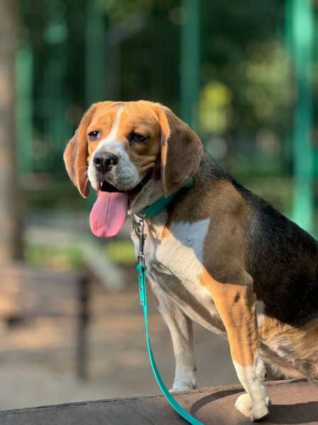 Бигль в добрые руки