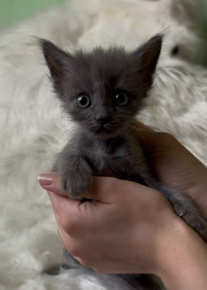 Отдаю котят в добрые руки❤️