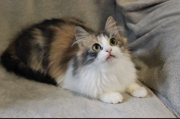 Миса в добрые руки в фото 3