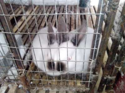 кролики в Димитровграде