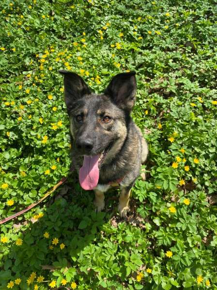 Ласковая и весёлая Мира в Москве фото 6