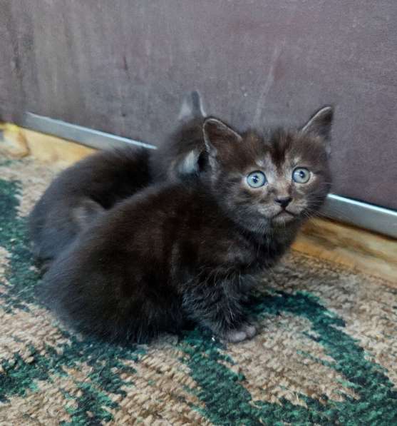 Котята в добрые руки в Новосибирске