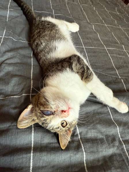 Отдам котика в добрые руки
