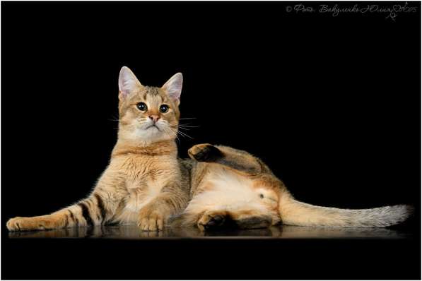 Купить кота Чаузи