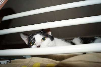 Отдам даром Кот Гриша в Санкт-Петербурге фото 3