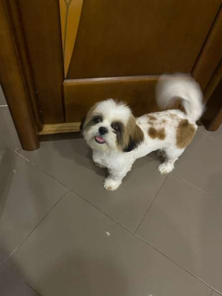 Стрижка собак