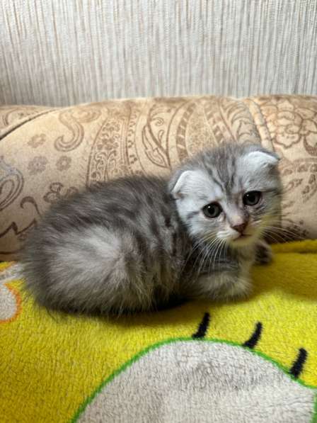 Котята шотландские вислоухие и прямоухие в Оренбурге
