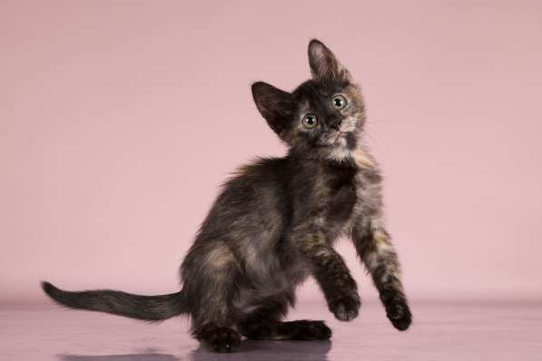 Черепаха ищет дом в Москве фото 4