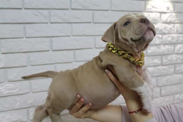 Шикарные щенки Американ Булли покет в фото 3