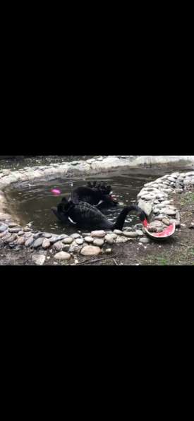 Декоротивные Лебяди