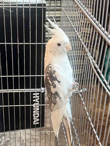 Попугай Корелла мальчик в Краснодаре