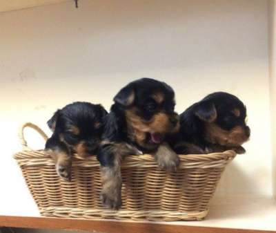 Йоркширские терьеры в Екатеринбурге фото 7