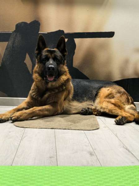 Щенки немецкой овчарки