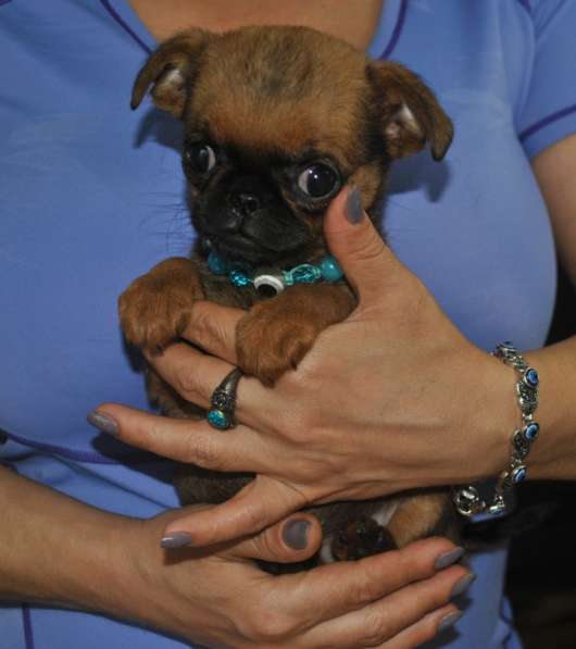 Миниатюрная девочка пти-брабансон в Москве фото 3