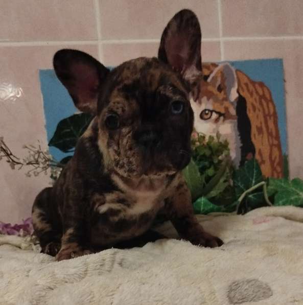 Милые щенки французский бульдог в Москве фото 5