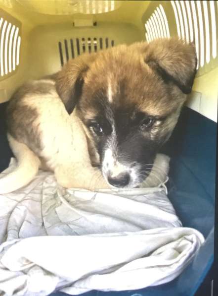 Мотя ищет дом и любимую семью в Москве фото 7