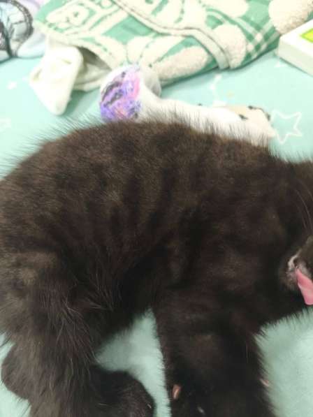 Отдам в добрые руки чёрного котенка в Чите фото 3