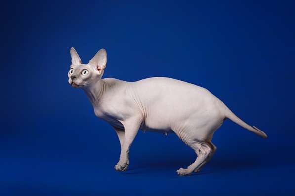 Эльфы, Двэльфы, бамбино или сфинксы - магические кошки в Керчи фото 15