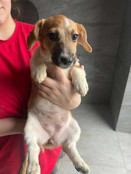 Щенок метис вельш корги и джек-рассел-терьера