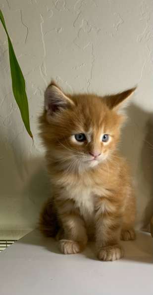 Майн - Кун котята в Санкт-Петербурге