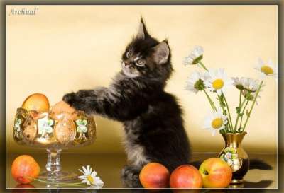 Чистокровные котята Мейн кун в Перми фото 6