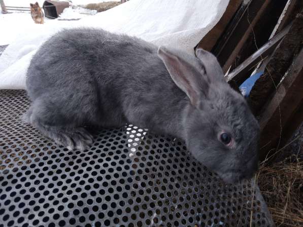 Продам кроликов в Красноярске фото 3