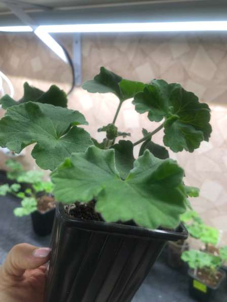 Сортовая пеларгония в Брянске фото 4