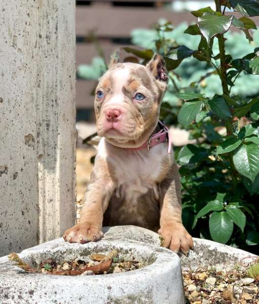 Предлагаются щенки Американский Булли покет в Москве фото 7