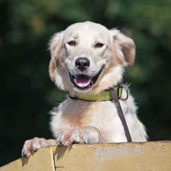 Ищет дом чудесный пес Арни в Москве