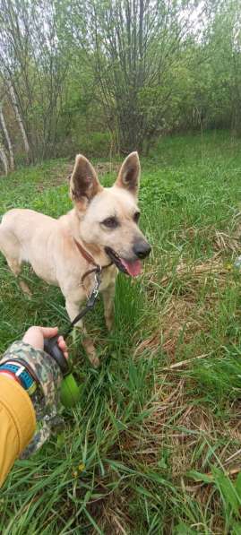 Фаичка ищет дом в Москве фото 5