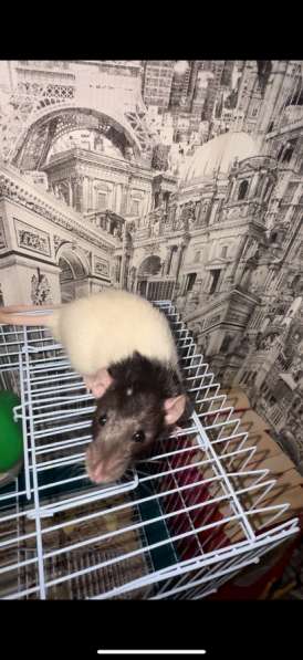 Продам крыску ?