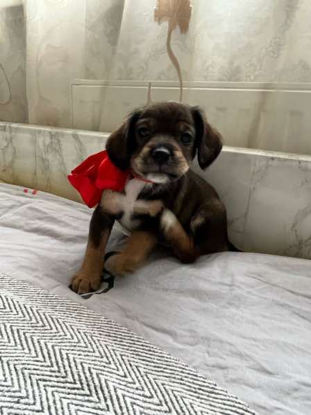 Щенки эстонской гончей в Краснодаре фото 5