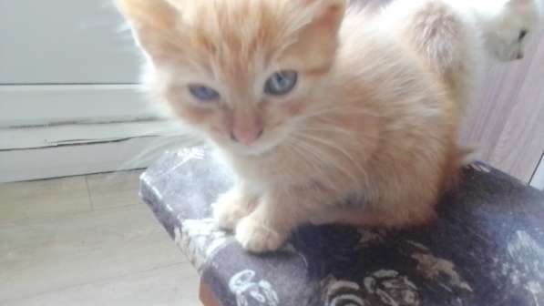 Отдам котят в добрые руки))) в Волгограде фото 14