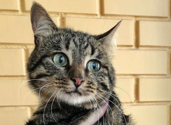 Полосатый красавец Анри ищет дом! в Москве фото 10