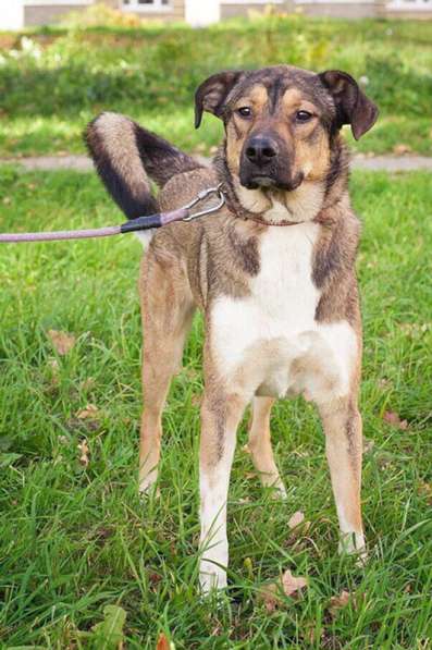 Молодой, жизнерадостный пёс Бим в Москве фото 69